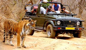 Bandhavgarh & Kanha tijgertochten door G Experiences