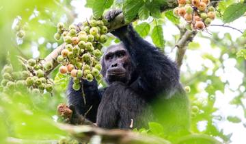 Rwanda - Rencontres avec la faune sauvage (8 jours) circuit