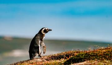 Uitgebreide Falklands, South Georgia en Antarctica (Ocean Nova)