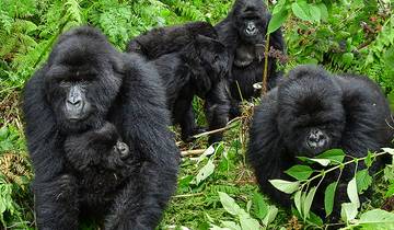 Uganda Gorilla Trek Unabhängiger Kurzurlaub Rundreise