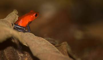 4 jours Arenal & Monteverde Essentials