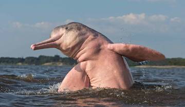 Circuito Escapada Amazónica Corta de 2 Días a Iquitos: Vida salvaje y aventura