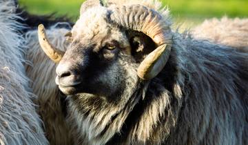 Îles Féroé - petites îles, grande diversité (8 jours)