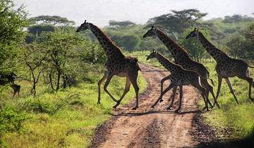 6 jours de safari dans le circuit nord de la Tanzanie - Tarangire, Serengeti, Ngorongoro et le safari au Serval Wildlife Lodge circuit