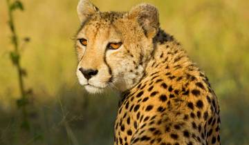 Safari dans les collines de Shimba, court séjour (sur demande) circuit