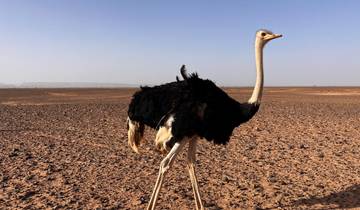 3 JOURS DE DESSERT DE MARRAKECH À FES circuit