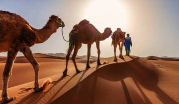2 Tage Zagora Wüstenentdeckung: Kameltrek & Berberkultur ab Marrakesch Rundreise