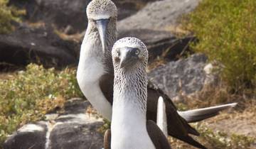 Exploration de l'Équateur et des îles Galápagos (privé) - 13 jours