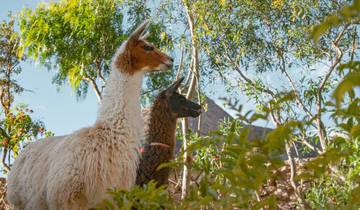 Le trek classique d\'Ancascocha - 5 jours / 4 nuits circuit