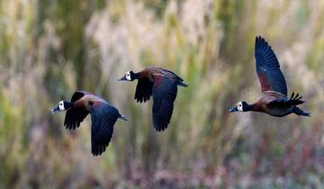 ½ journée de marche matinale guidée dans la réserve de Dinokeng