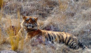 10 Dagen Rajasthan & Wildlife