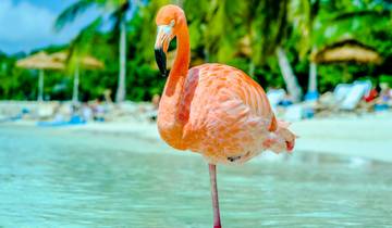 Aruba, Bonaire & Curaçao 8 Days Tour