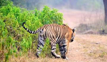 Ongelooflijk India met Ranthambore Tijgersafari