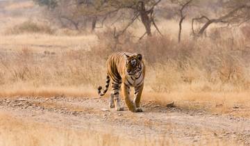 Iconisch India met Ranthambore Tijgersafari