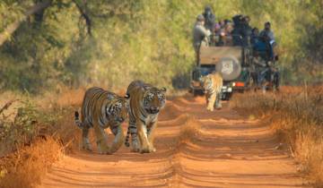 Royal Rajasthan with Ranthambore Tiger Safari Tour