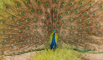 Entdecken Sie Ranthambore Tiger Safari und die majestätische Vergangenheit Indiens Rundreise