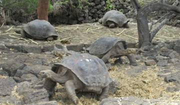 13-tägige Luxus-Ecuador-Reise: Galapagos, Amazonas & Anden Rundreise