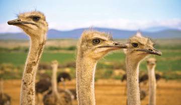 7 -DAYS SOUTH AFRICA -OUTSHOORN -Knysna-Tsitsikamma-Plettenberg Bay-Mossel Bay Tour