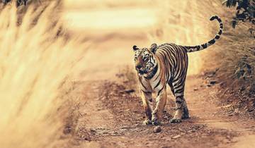 Jim Corbett Tiger Safari From Delhi
