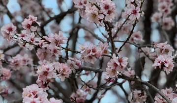 Hunza in Bloom: Scenic Cherry Blossom Tour - 10 Days Tour
