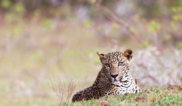 Sri Lanka Entdeckungsreise Rundreise