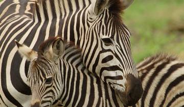 Safari familial au Kenya - 8 jours circuit