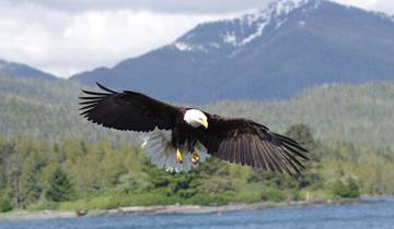 Alaska Denali, Kenai & Wrangell Adventure - 20 days