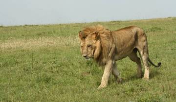 8 jours de safari en Tanzanie et de vacances à la plage à Zanzibar circuit