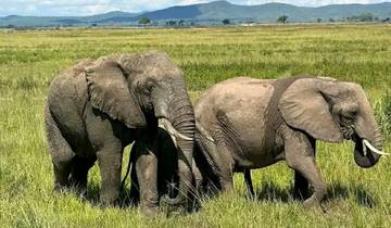 Safari de 4 jours dans la nature sauvage en Tanzanie (luxe moyen) circuit