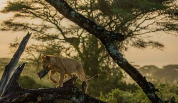 7 Daagse luxe Tanzania Premium Safari-rondreis