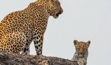 4 Daagse luxe Tanzania Premium Safari-rondreis