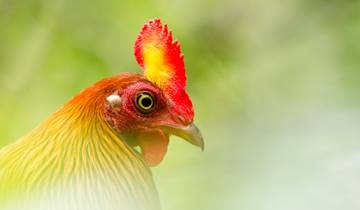 Sri Lankas endemische Tierwelt Rundreise