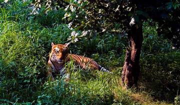 Increíble Experiencia de Safari con Tigres en Taj Mahal y Kanha, Bandhavgarh
