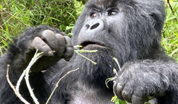 Safari de 7 días por Ruanda Excursión a Gorilas y Vida Salvaje