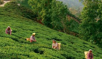 Eastern Himalayas & Scenic Darjeeling to Gangtok Experience Tour