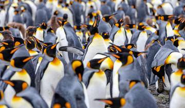 Antarctica, South Georgia & the Falklands