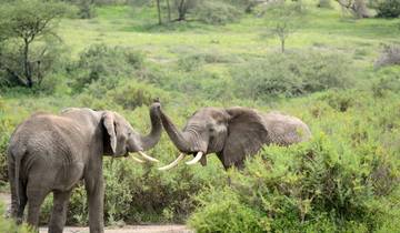 Circuito Safari de Aventura y Senderismo - 4 Días Ruta Marangu