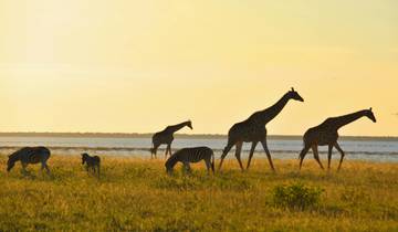 Ultimate Southern Africa Safari: Victoria Falls, Hwange & Chobe