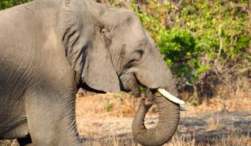 Ultimate Southern Africa Safari: Victoria Falls, Hwange & Chobe