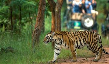 India Heritage, Culture & Bandhavgarh Wildlife