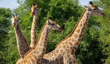 12 Days Cape Town – Sabi Sand - Victoria Falls Zimbabwe Side Tour