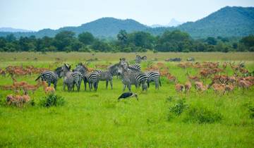 Tansania Big Five & mehr - 7 Tage Safari Rundreise
