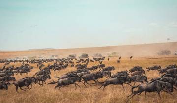 12 jours de safari de la Grande Migration des gnous en Tanzanie et de vacances à Zanzibar circuit