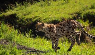 4 jours Tanzanie Big Five circuit