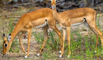 4 jours Tanzanie Parc national Nyerere circuit