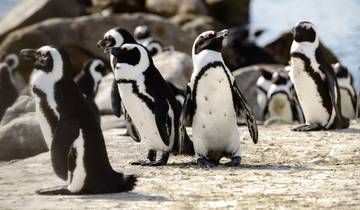 Cape Point and Penisula Xplorer