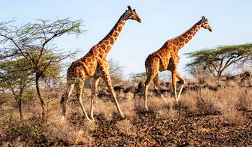 Kenia: Een klassieke safari via Nairobi en Mombasa