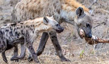 7 Days Budget Kruger, Victoria Falls & Chobe Safari