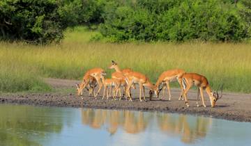 Oeganda - 11-daagse safari op zoek naar primaten en wilde dieren (11 dagen)-rondreis