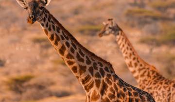 10 Days Tanzania Safari Adventure